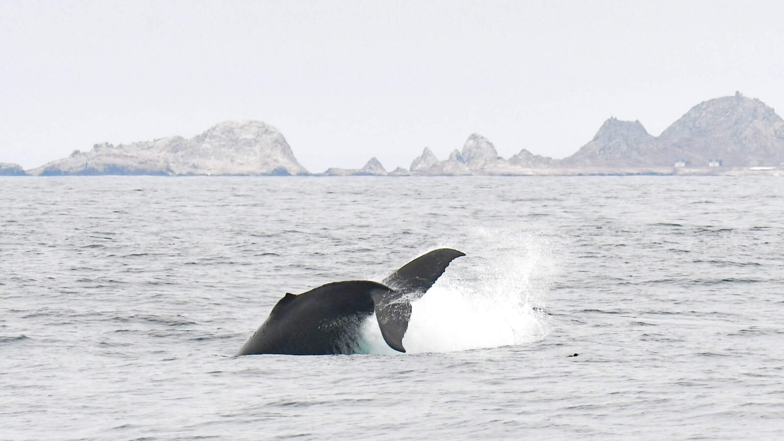 Humpback at Farallon Islands © michael pierson humpback whale at Farallon Islands