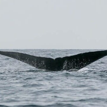 adopt a whale