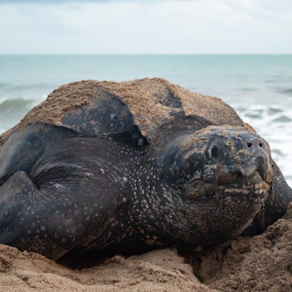 name-leatherback-9