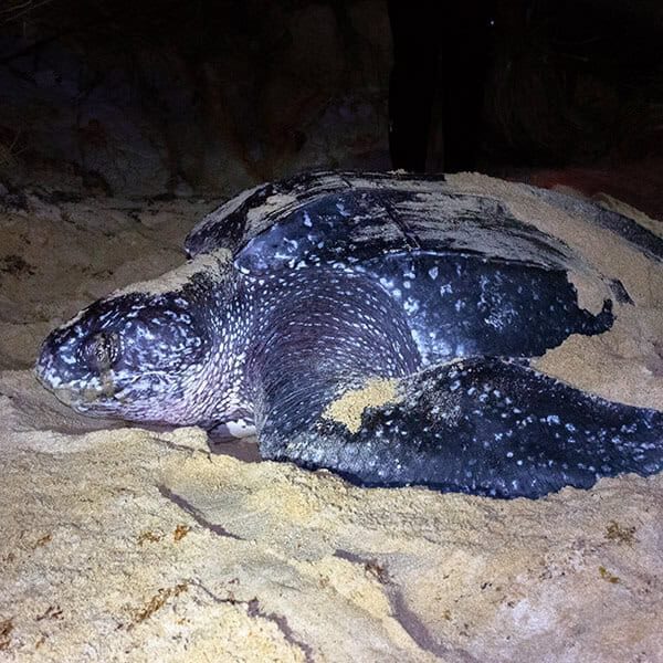 leatherback turtle