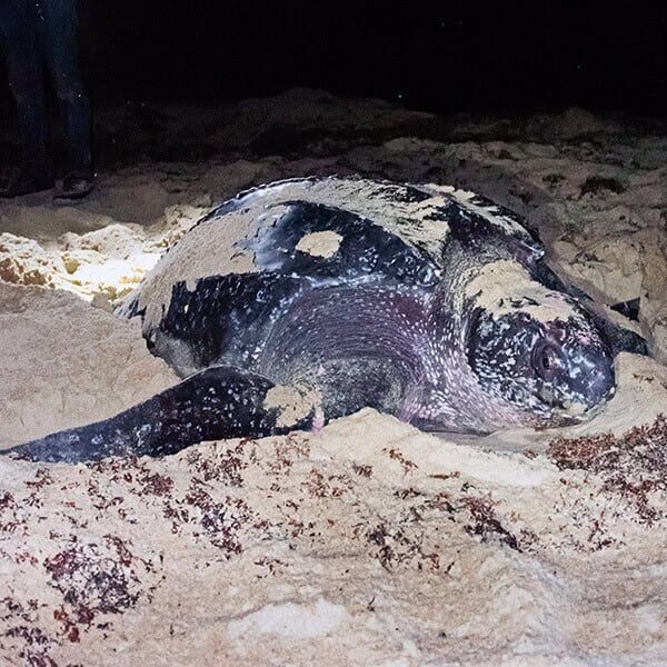 name a sea turtle