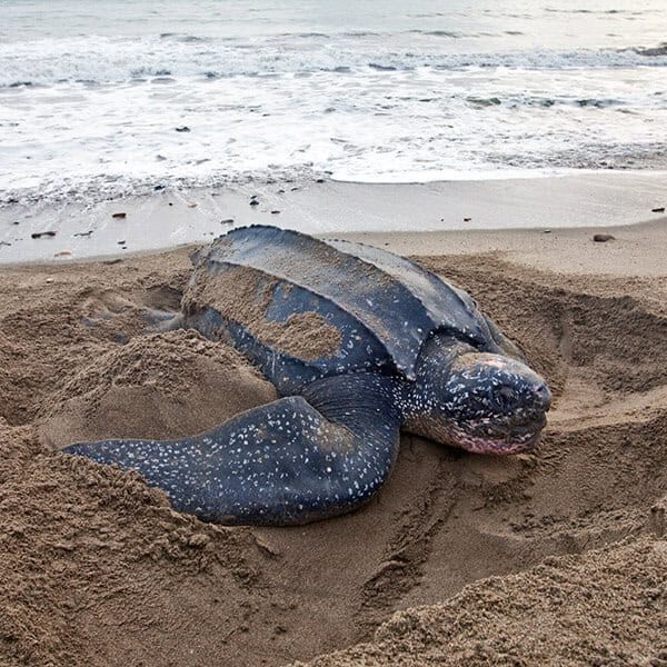 name-leatherback-4