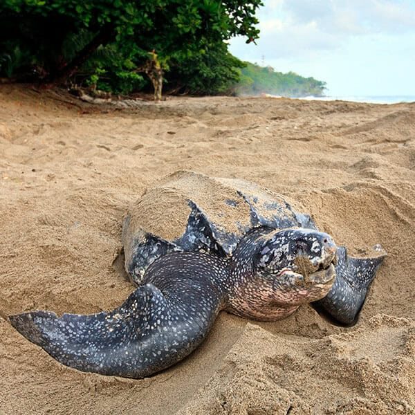 leatherback turtle