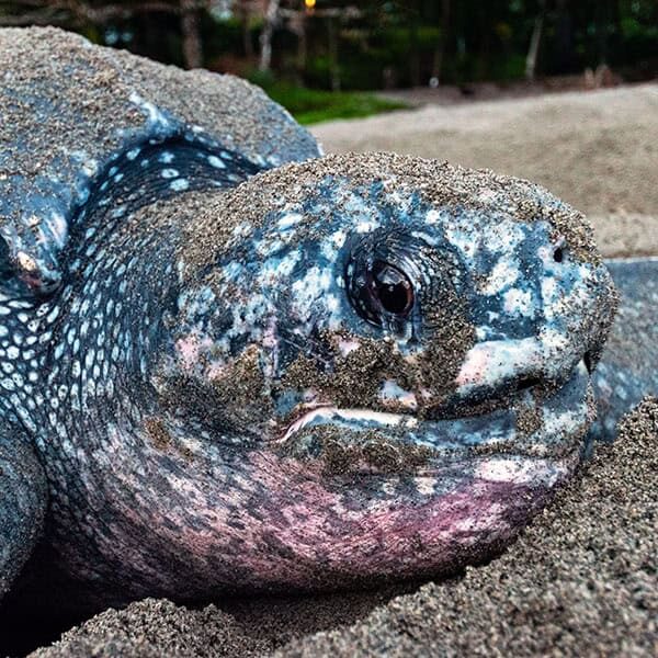 name-leatherback-6
