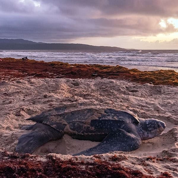 name-leatherback-7