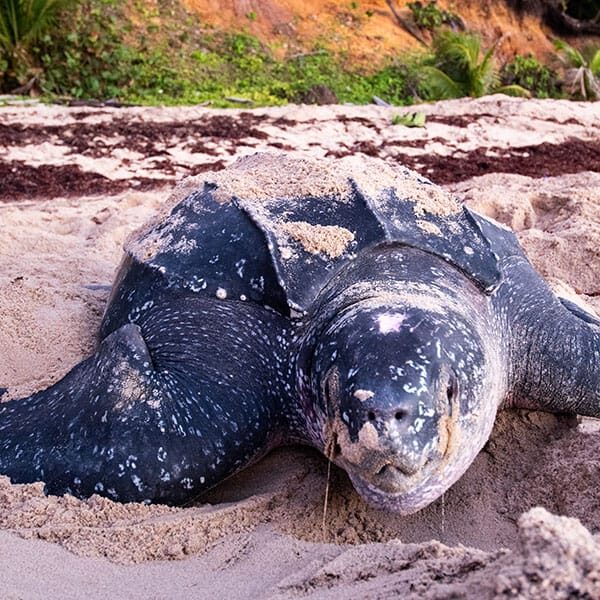 name-leatherback-8