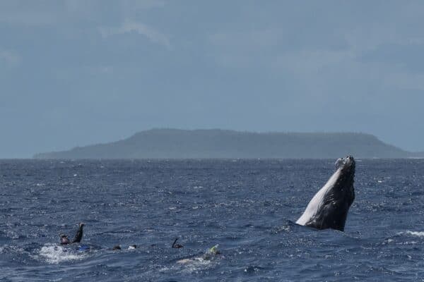 Whale breaches next to snorkelers