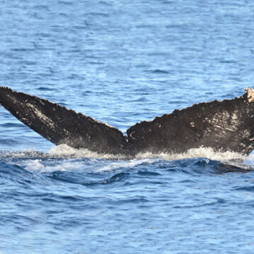 named whale