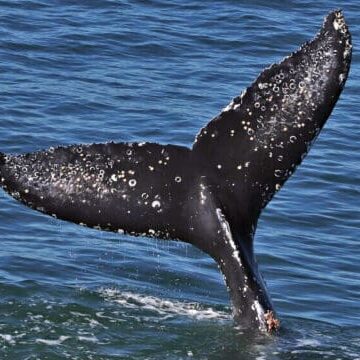 whale-crc-21181-8